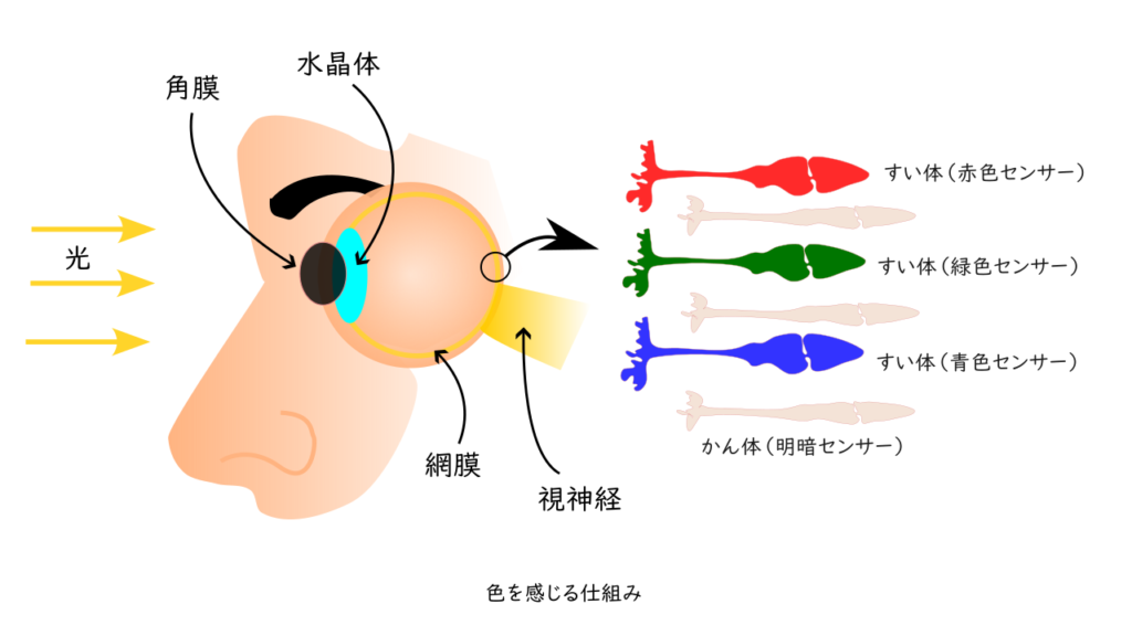 人間が色を感じる仕組み