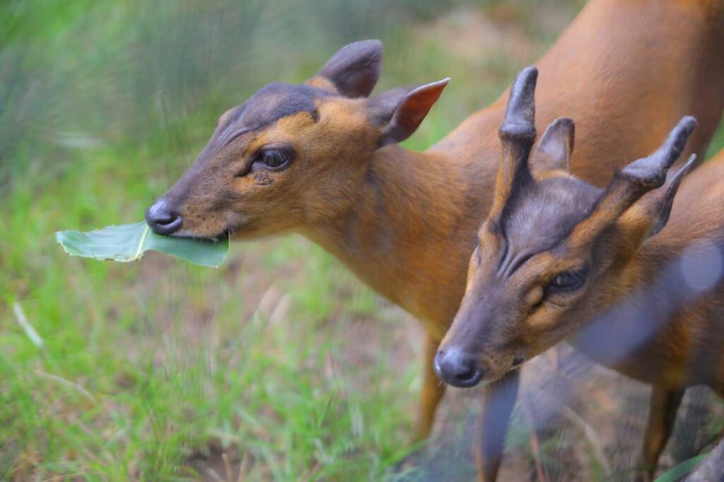 キョンが葉っぱを食べてる写真