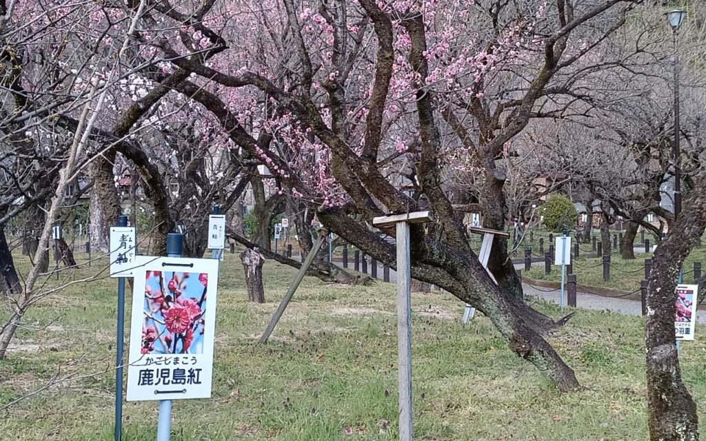 岐阜　梅林公園